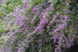 秋の野花を楽しむ 秋の七草 を見つけよう 住まいるオスカーのリフォーム